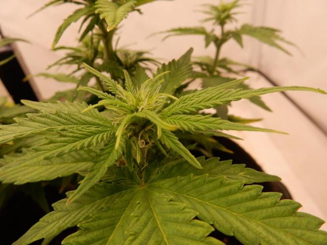 Auto Candy Bubatz XL - I/O. Week 5