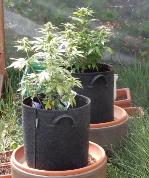 Sticky Broccoli Auto - EGC 2026. Week 6