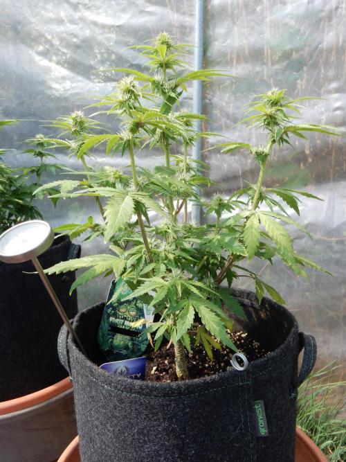 Sticky Broccoli Auto - EGC 2026. Week 6