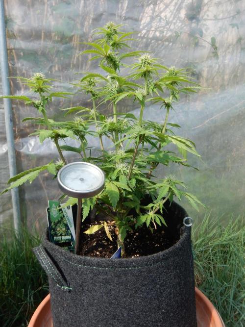 Sticky Broccoli Auto - EGC 2026. Week 6