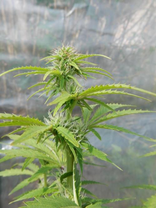 Sticky Broccoli Auto - EGC 2026. Week 6