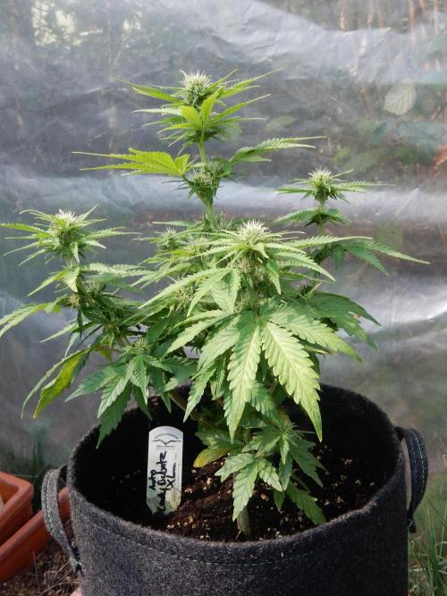 Auto Candy Bubatz XL - I/O. Week 6