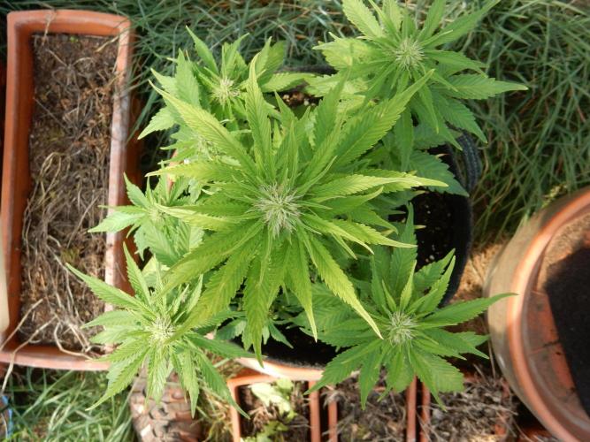 Auto Candy Bubatz XL - I/O. Week 6