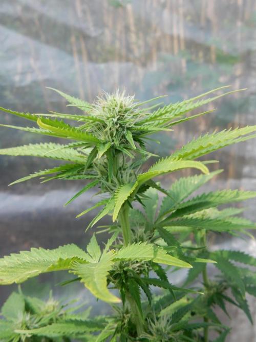 Auto Candy Bubatz XL - I/O. Week 6