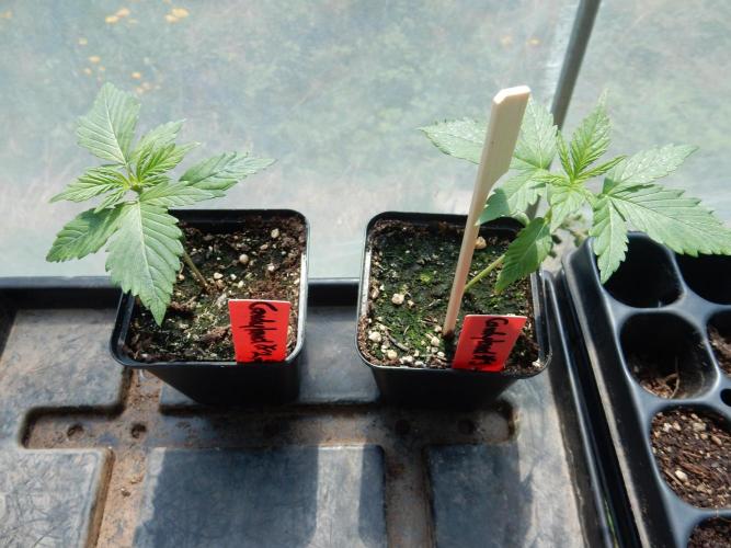 Candyland - Outdoor 26. Week 1