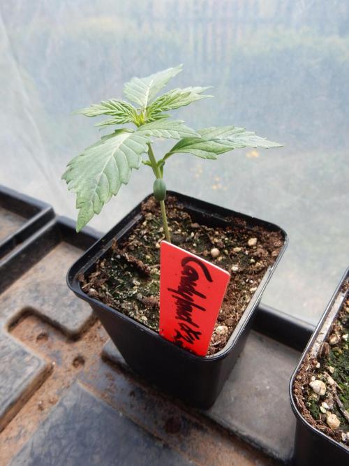 Candyland - Outdoor 26. Week 1