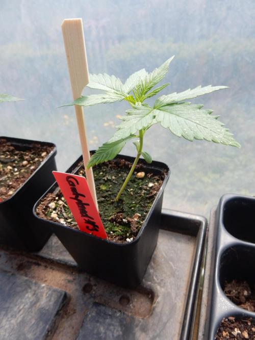 Candyland - Outdoor 26. Week 1