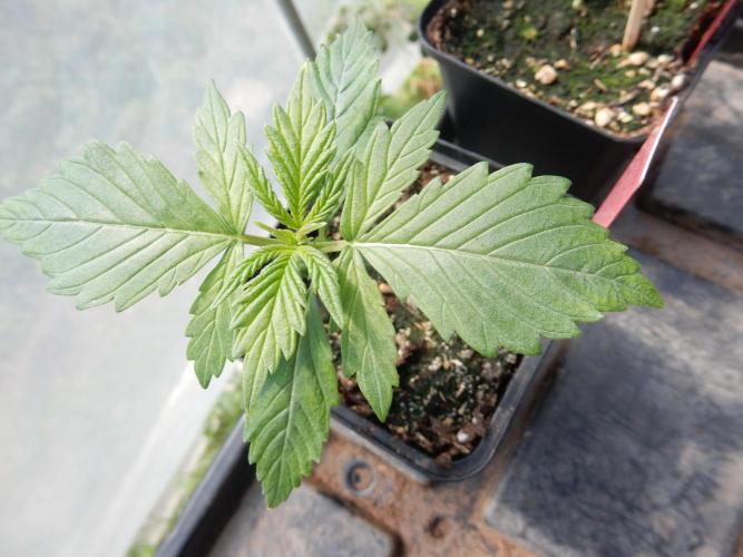 Candyland - Outdoor 26. Week 1