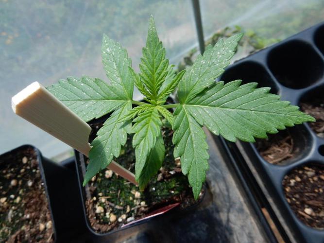 Candyland - Outdoor 26. Week 1