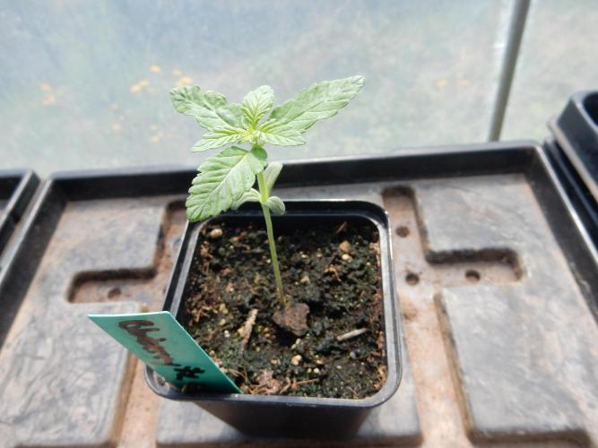 Blueberry - Outdoor 26. Week 1
