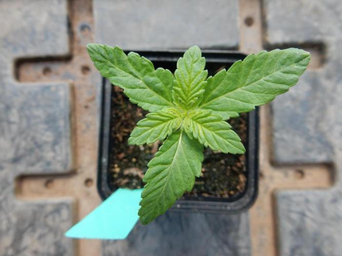 Blueberry - Outdoor 26. Week 1