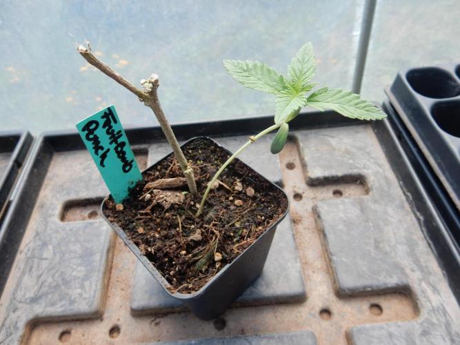 Fruit Bomb Punch Outdoor - 26. Week 1