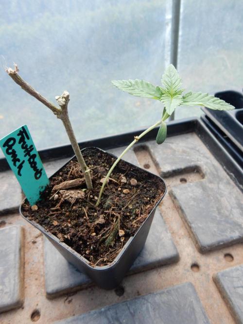 Fruit Bomb Punch Outdoor - 26. Week 1