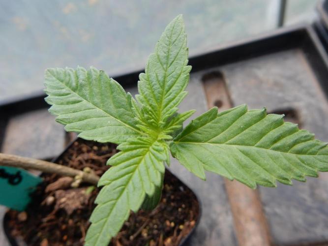 Fruit Bomb Punch Outdoor - 26. Week 1