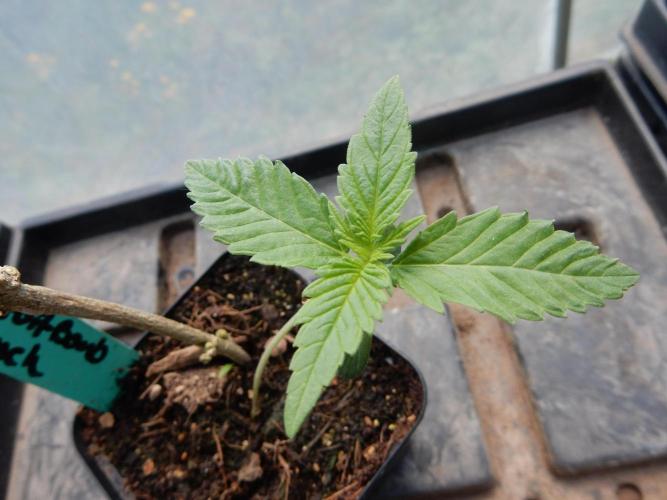 Fruit Bomb Punch Outdoor - 26. Week 1