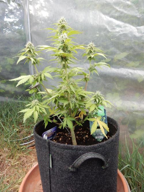 Sticky Broccoli Auto - EGC 2026. Week 7