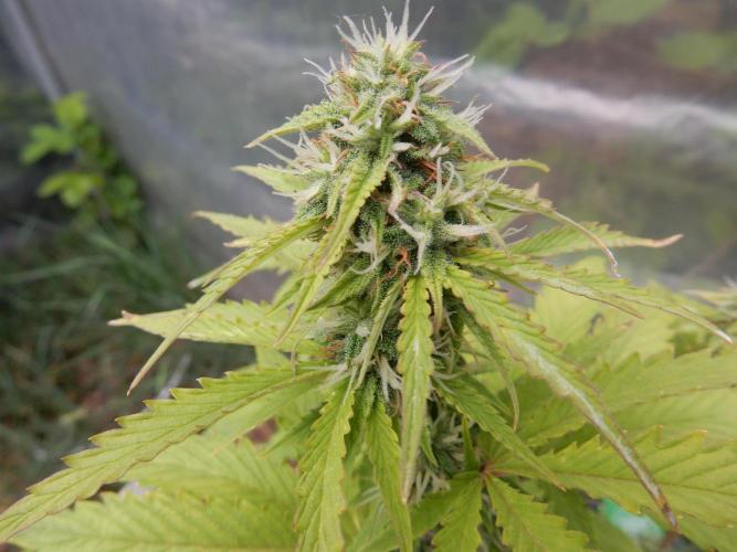 Sticky Broccoli Auto - EGC 2026. Week 7