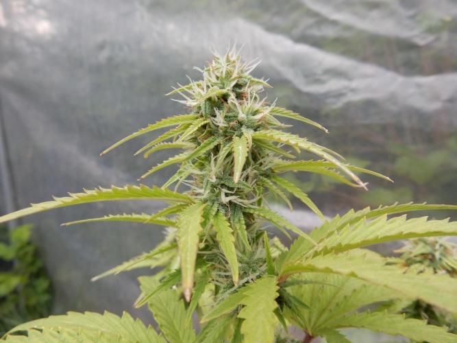 Sticky Broccoli Auto - EGC 2026. Week 7