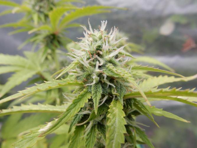 Sticky Broccoli Auto - EGC 2026. Week 7