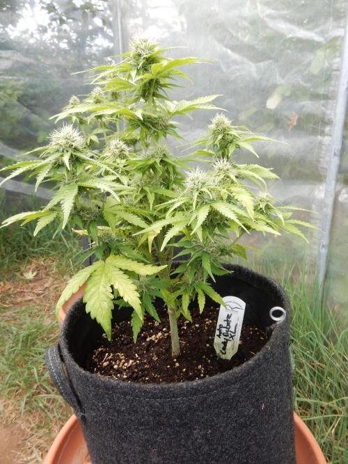 Auto Candy Bubatz XL - I/O. Week 7
