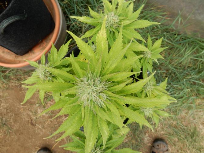 Auto Candy Bubatz XL - I/O. Week 7
