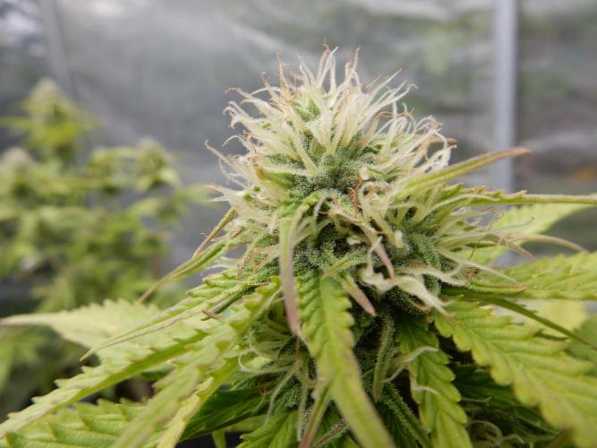 Auto Candy Bubatz XL - I/O. Week 7