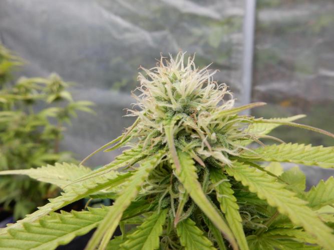 Auto Candy Bubatz XL - I/O. Week 7