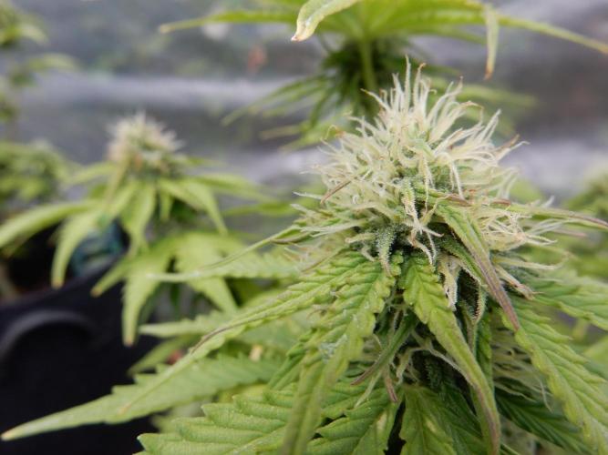 Auto Candy Bubatz XL - I/O. Week 7
