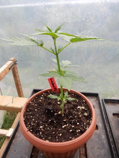 Candyland - Outdoor 26. Week 2