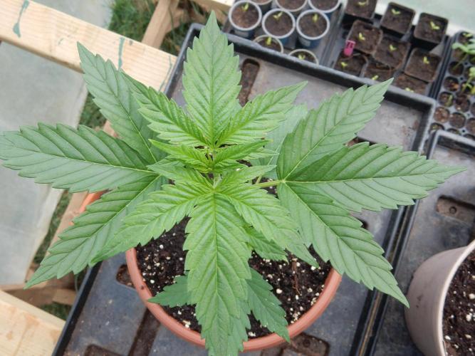 Candyland - Outdoor 26. Week 2