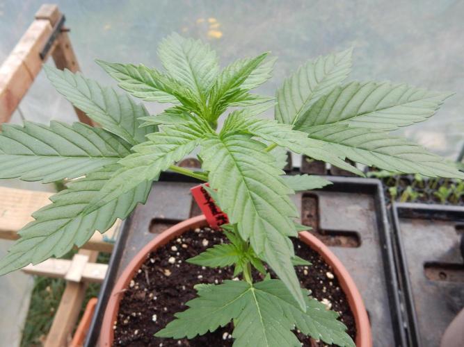 Candyland - Outdoor 26. Week 2
