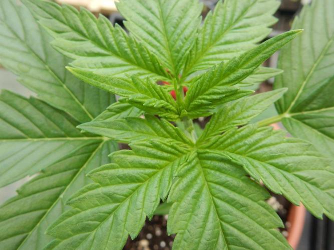 Candyland - Outdoor 26. Week 2
