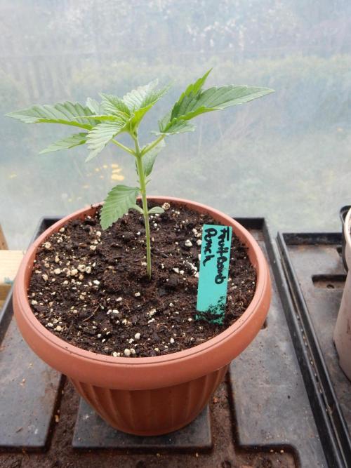 Fruit Bomb Punch Outdoor - 26. Week 2