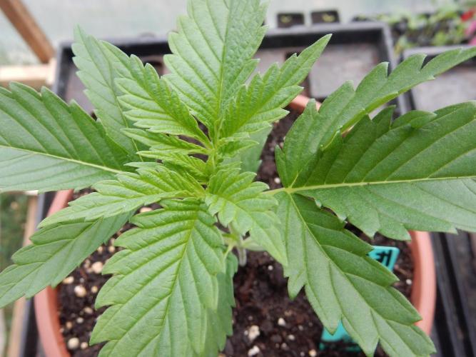 Fruit Bomb Punch Outdoor - 26. Week 2