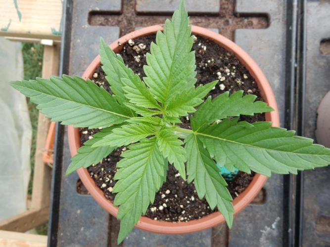 Fruit Bomb Punch Outdoor - 26. Week 2