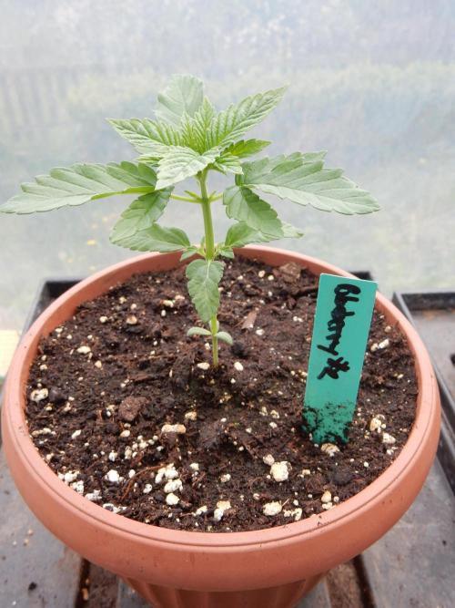 Blueberry - Outdoor 26. Week 2