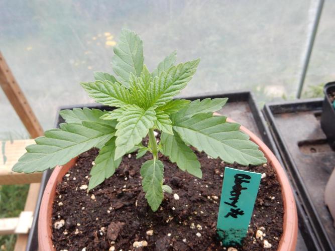 Blueberry - Outdoor 26. Week 2