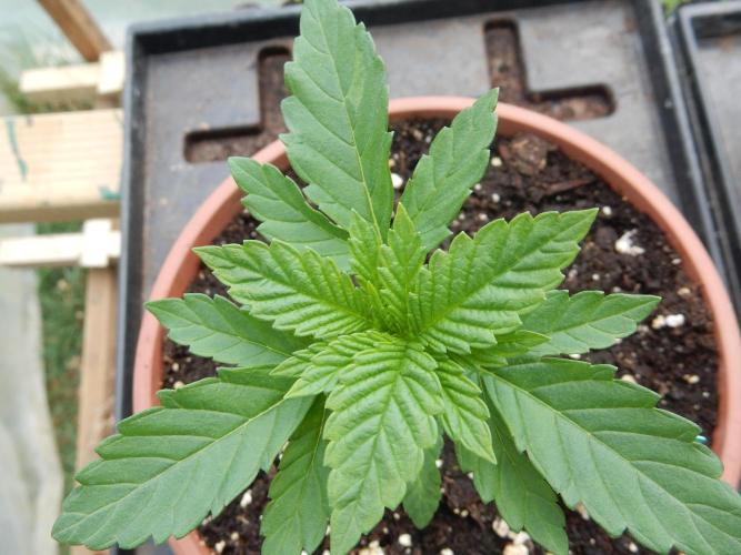 Blueberry - Outdoor 26. Week 2