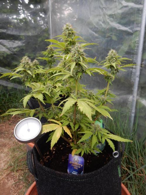 Sticky Broccoli Auto - EGC 2026. Week 8