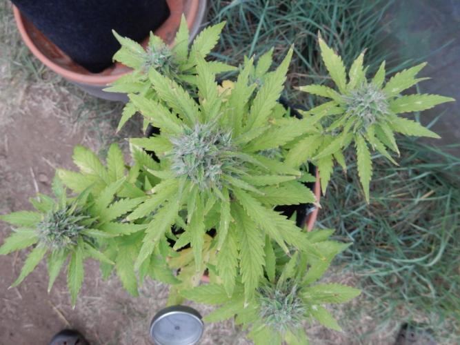 Sticky Broccoli Auto - EGC 2026. Week 8