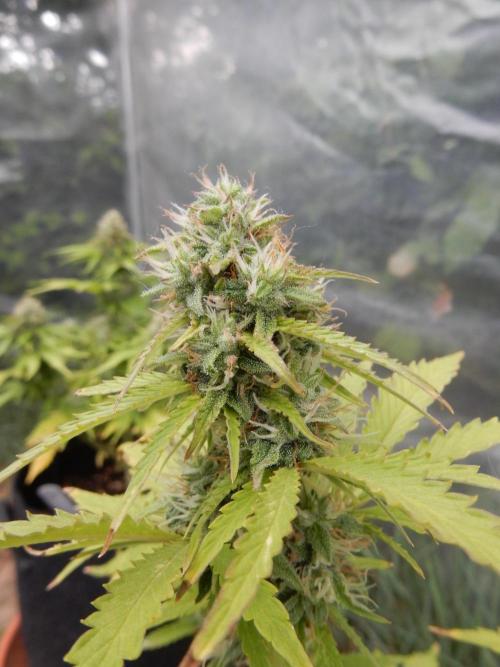 Sticky Broccoli Auto - EGC 2026. Week 8