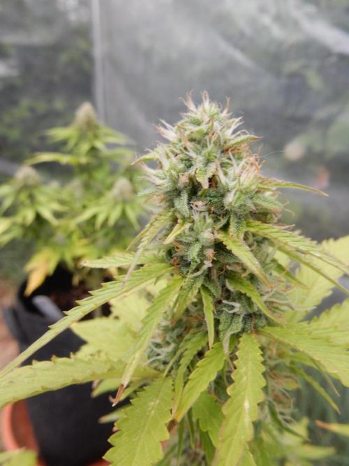 Sticky Broccoli Auto - EGC 2026. Week 8