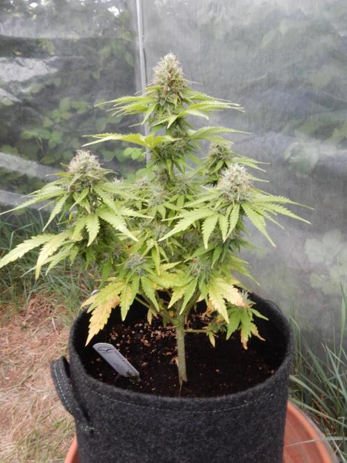 Auto Candy Bubatz XL - I/O. Week 8