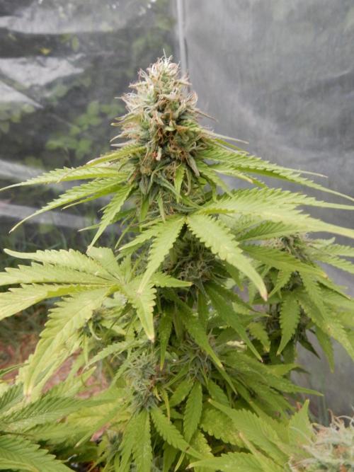 Auto Candy Bubatz XL - I/O. Week 8