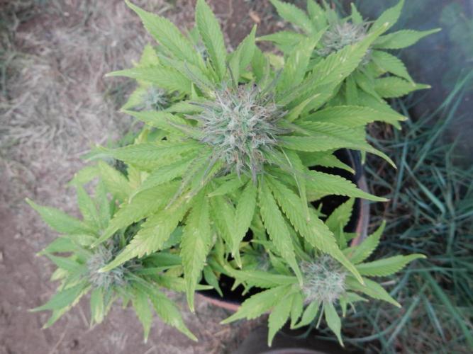 Auto Candy Bubatz XL - I/O. Week 8