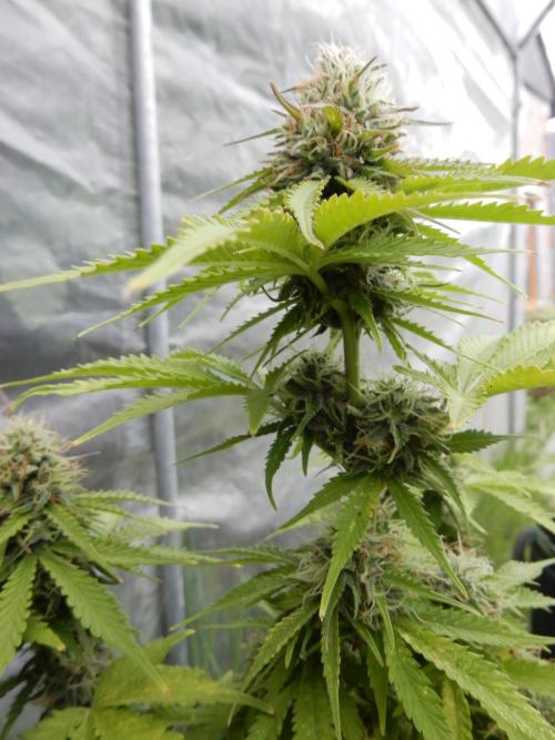 Auto Candy Bubatz XL - I/O. Week 8