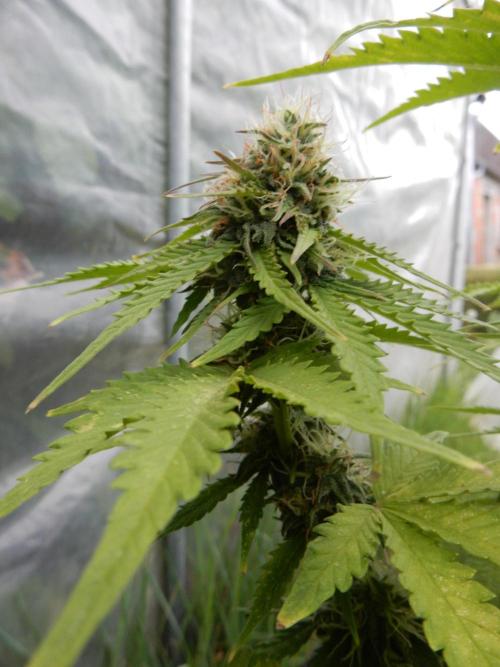 Auto Candy Bubatz XL - I/O. Week 8
