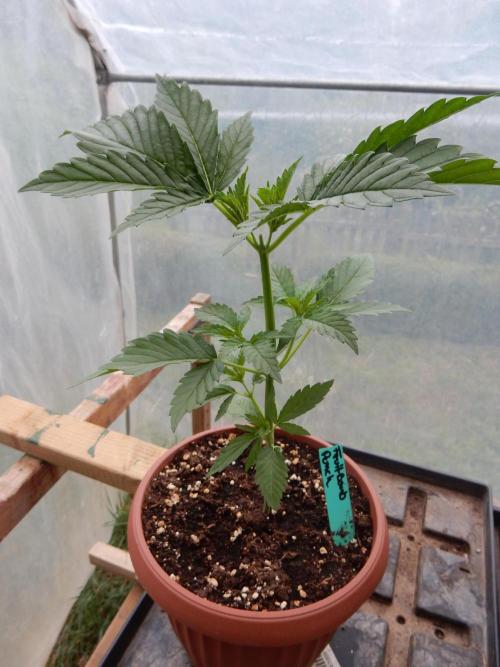 Fruit Bomb Punch Outdoor - 26. Week 3