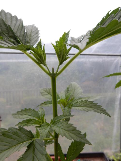Fruit Bomb Punch Outdoor - 26. Week 3