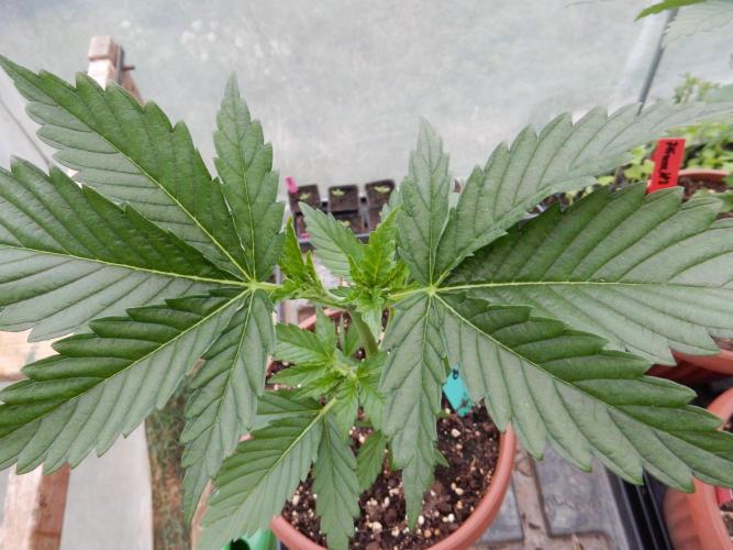 Fruit Bomb Punch Outdoor - 26. Week 3